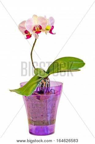 Pink Orchid Flowers With Red Spots