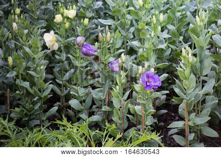 Pretty little purple flower in the garden stock photo
