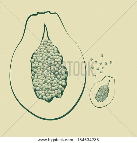 vector illustration of a papaya fruit with seeds in vintage style for your design