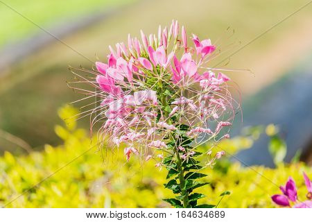 beautiful colorful western tare in the garden