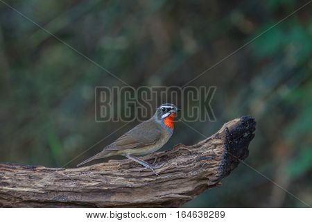 Beautiful Of Siberian Rubythroat Bird