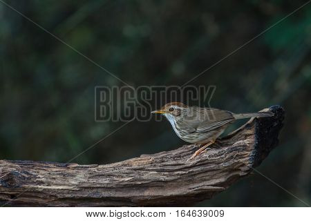 Beautiful Bird Puff-throated Babbler In The Nature