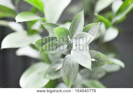Israeli Ruscus Green leaves in the garden