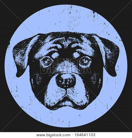 Portrait of Rottweiler. Hand drawn illustration. Vector