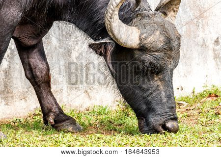 Wild Water Buffalo of Marajo Island, Brazil