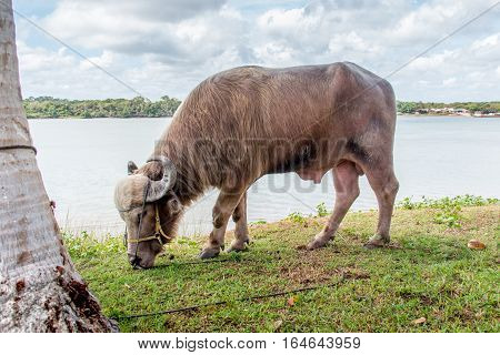 Wild Water Buffalo of Marajo Island, Brazil