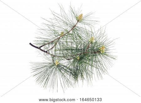 Swiss Stone Pine