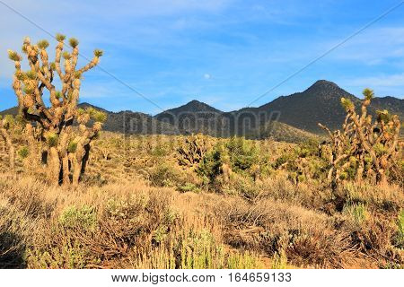 California Joshua Trees