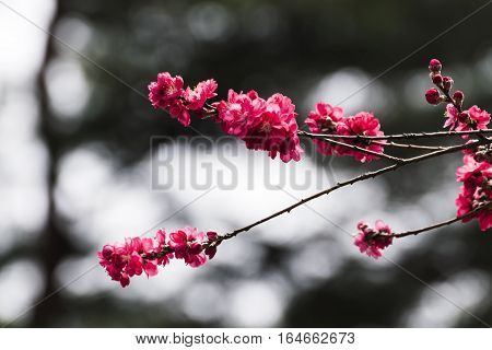 The Pink Plum Flower in Hitachi park Ibaraki Japan