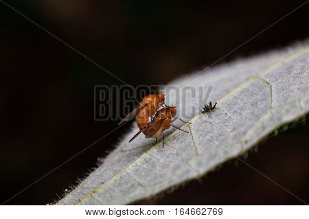 Close up view of real fruitfly in mating for insects macro photography commercial