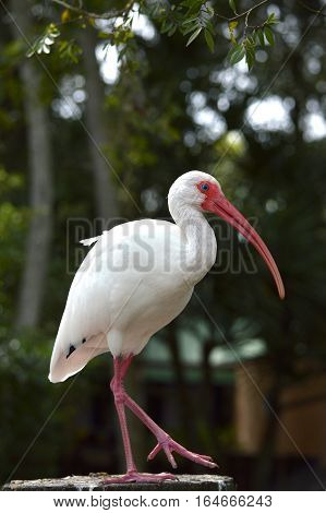 A White Ibis Latin name Eudocimus albus