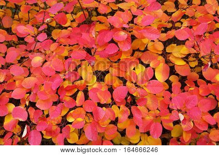 Beautiful yellow and red autumn leaves of sumac. Latin name - Cotinus coggygria