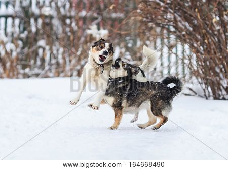 two funny dogs are running happily over the white snow in the winter