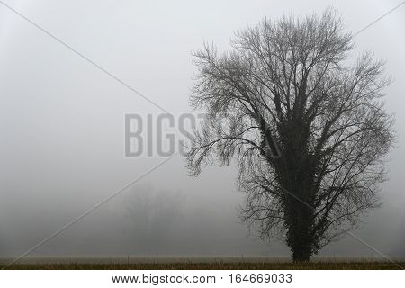 A lone tree in the winter fog