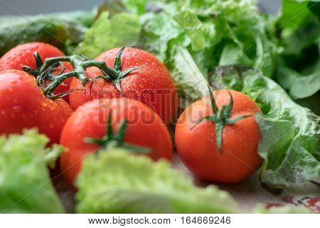Bright red tomatoes covered by water drops shot among fresh green salad