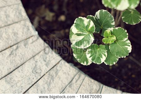 White and green leaf of Polyscias. Close up of fresh organic leaf in curve cement pot