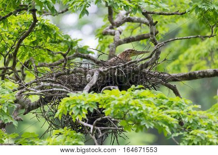 Young tiger heron in treetop nest Costa Rica