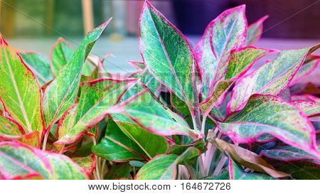 Chinese Evergreen on pot Natural background in retro style