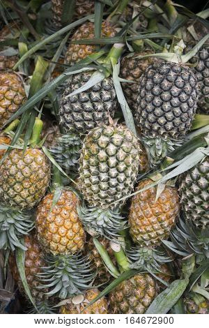 Thailand Isan Nong Khai Market Pineaple