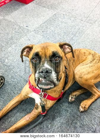 Snaggletooth Boxer Dog