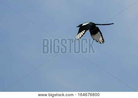Black-Billed Magpie Flying in Clear Blue Sky