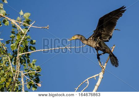 Double-Crested Cormorant Perched High in a Tree