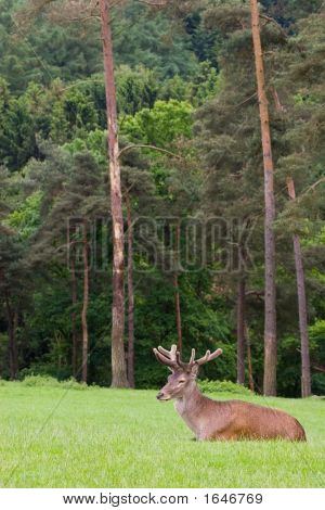Stag