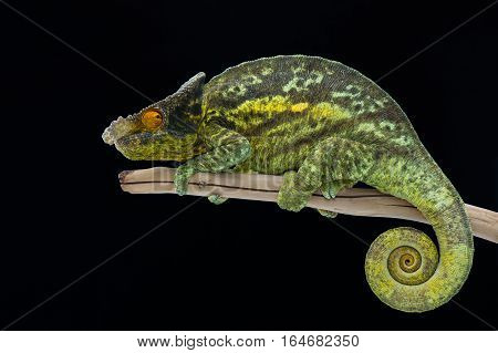 tree chameleon lizard isolated on black background