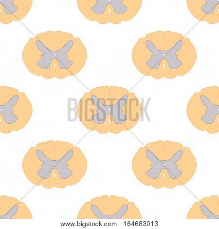 seamless pattern of spinal cord sections and neurons, scientific background
