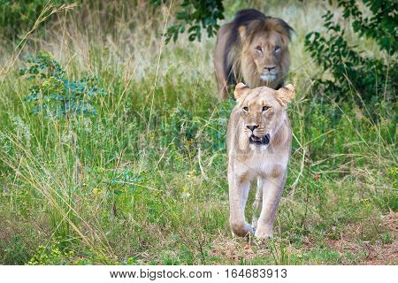 Male and female lion coming from the bushes after mating