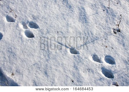 hare tracks in winter in the snow.
