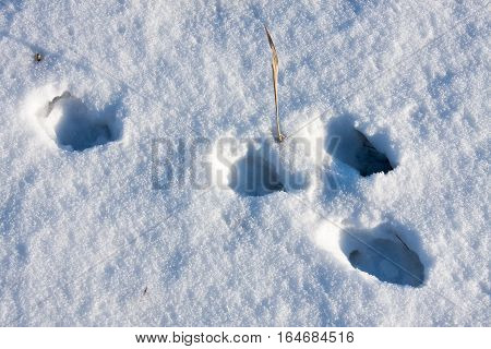 hare tracks in winter in the snow.