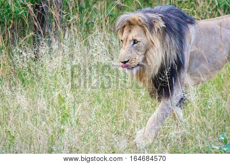 Adult male lion walking through savanna in Entabeni, South Africa game reserve