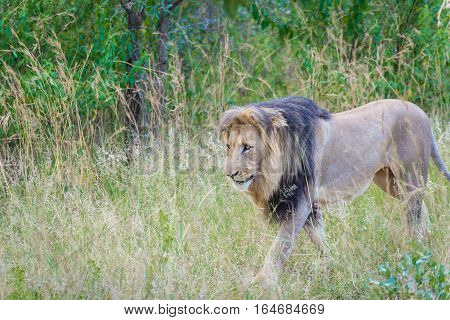 Adult male lion walking through savanna in Entabeni, South Africa game reserve