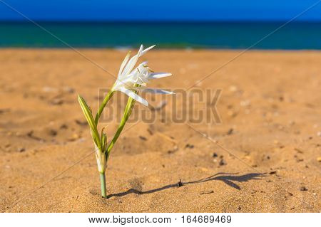 Kato Stalos beach near Chania great golden sand Chania prefecture Western Crete Greece