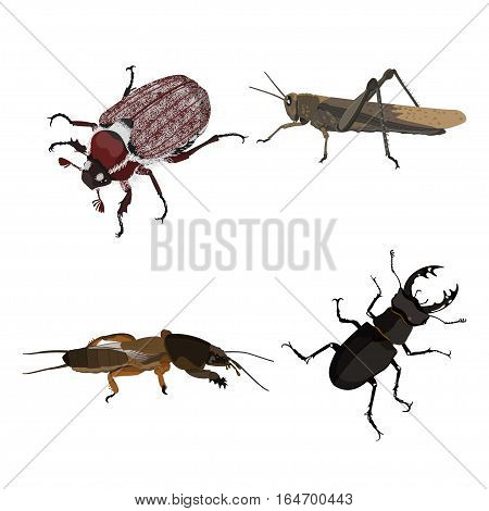 Insects on a white background. Detailed picture of a grasshopper mole crickets and beetles. Vector illustration