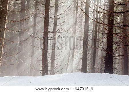 sun's rays shine through branches of winter forest