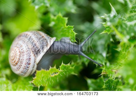 Garden Snail (Helix aspersa) on Green Leaves