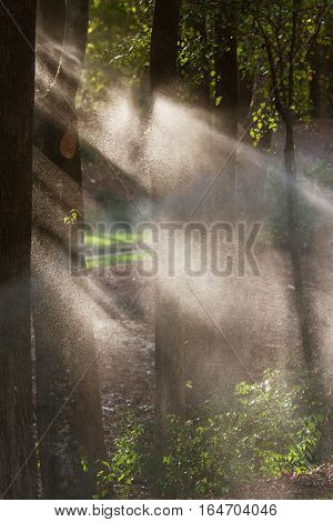 Sunbeams streak through tree branches as they backlight water from sprinkers