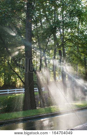Sunlight backlights water from sprinklers to form sunbeams through trees in neighborhood