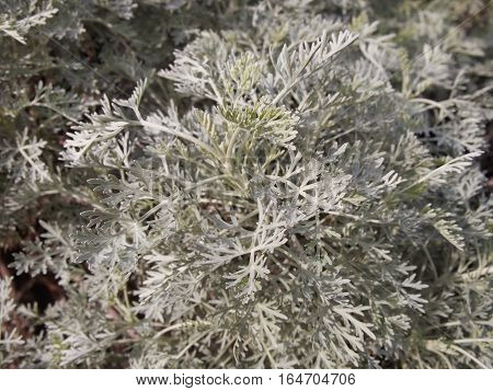 Closeup overhead view of a shrubby Dusty Miller plant growing in an outdoor garden.