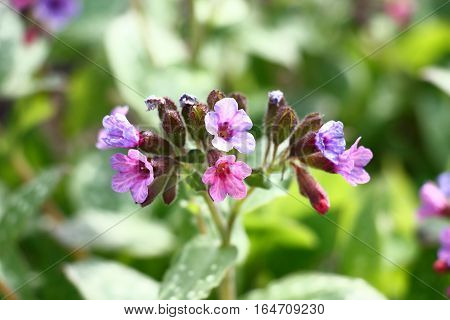 Small flowers of a pulmonaria of pink, blue, dark blue colour reveal by turns.