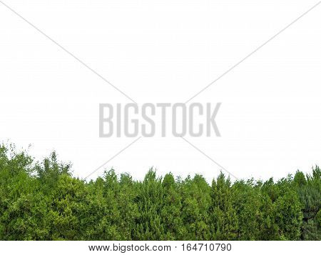 Green trees isolated on white back ground