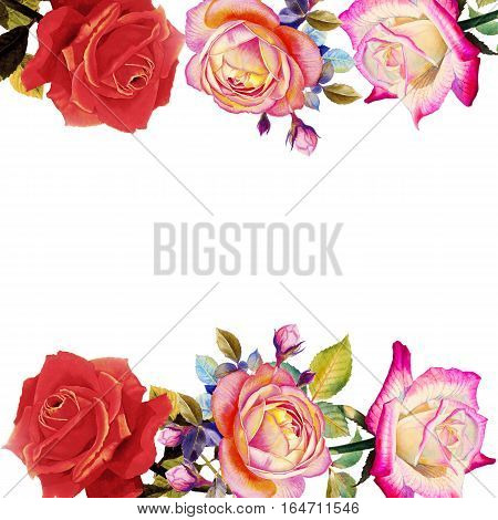 Painting red pink and orange color with collection of roses flowers and emotion on white background. Watercolor realistic hand painted illustrationpatterns.
