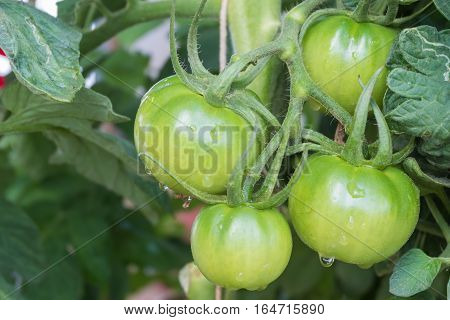 green tomatoes fresh on vine cose up