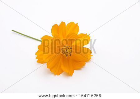 Yellow Cosmos Flower Isolated on White Background