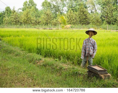 Scarecrow in the rice field, many tree background