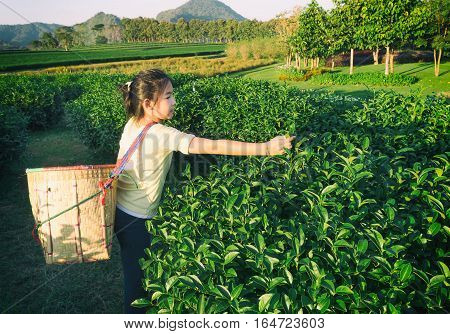 Kid pick up tea leaf at Green tea plantation field in shui fong at sunset Chiang rai Thailand