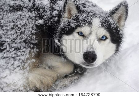 dog breed Siberian Husky thrives in the bitter cold in the snow