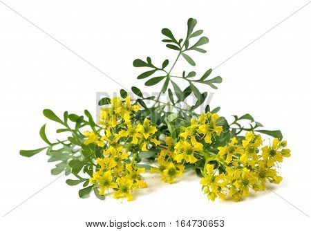 Rue (ruta Graveolens)